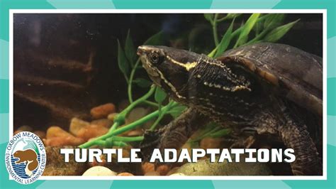 Turtle Adaptations Youtube