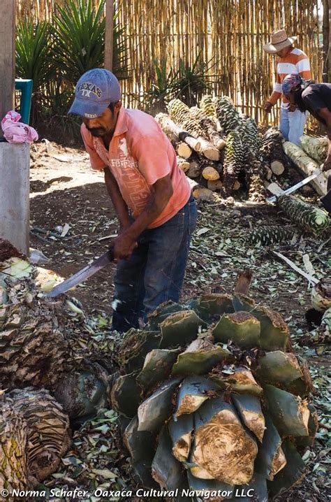 Agave Beverage of Choice? Aguamiel, Pulque and Mezcal - Oaxaca Cultural