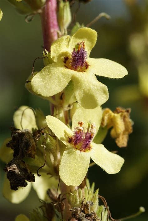 Moth Mullein — British Wild Flower Plants