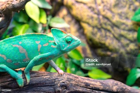 Cute Pet Chameleon