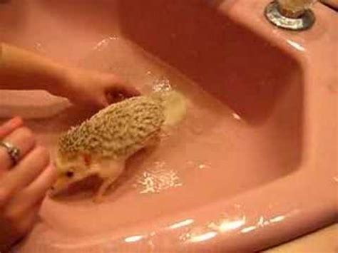 Poukie Prend Son Premier Bain YouTube