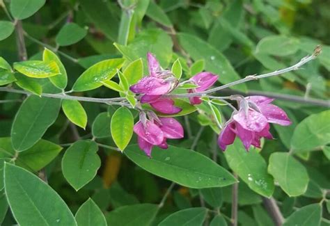 Freiland Butterbaum Kiel