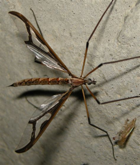 Giant Eastern Crane Fly Pedicia Bugguidenet