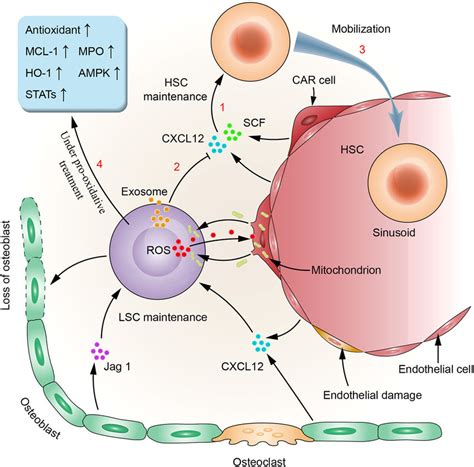 Lscs Remodeling Of The Bm Niche Inhibition Of Hscs And Resistance