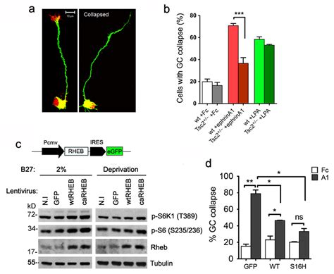 Tsc Rheb Signaling Regulates Epha Mediated Axon Guidance Abstract