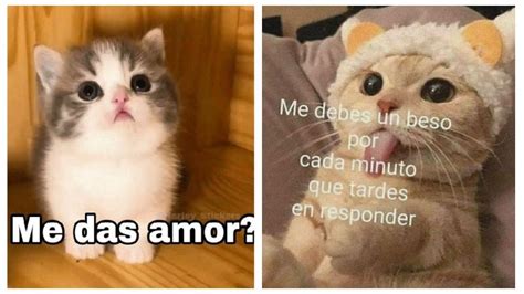 5 Memes De Gatos Enamorados Para Mandarle A Tu Novio Petlife