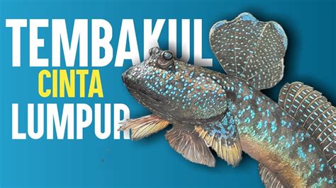 Ikan Yang Bosan Hidup Di Air Tembakulmudskipper Youtube