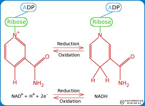 Nad Structure