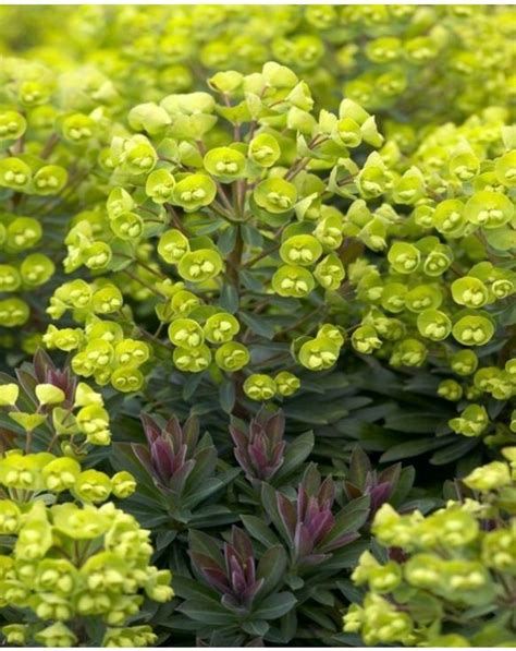 Dark Green Leaves Tinged Red Lime Green Flowers Euphorbia Red Wing Wood Spurge Is A Lovely