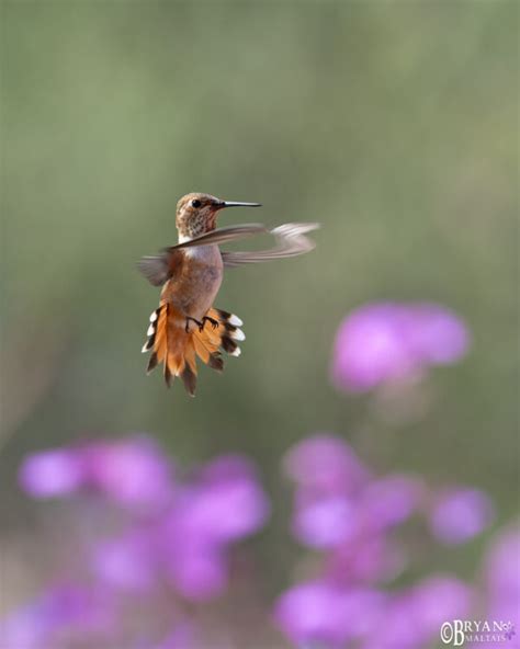 Rufous Hummingbird Sierra Vista Az Wildernessshots Photography