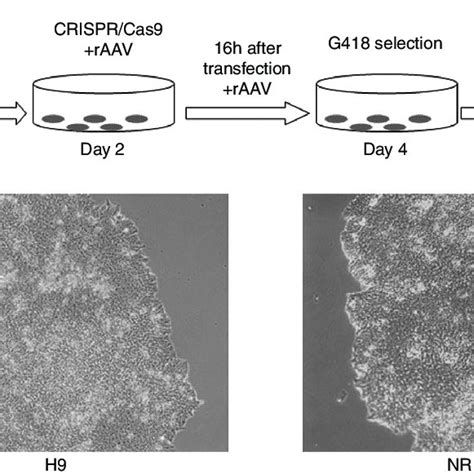 Generation Of H9 Nrl Knock In A Schematic Of Protocol For Nrl Ki In Download Scientific