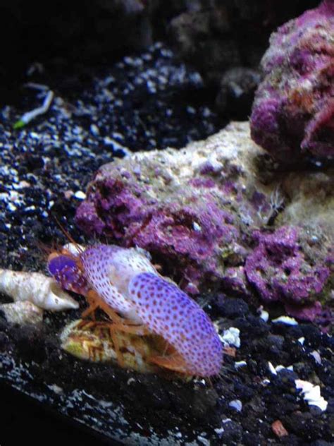 Purple Reef Lobster Reef2reef
