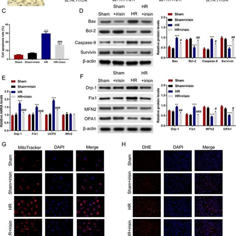 Irisin Treatment Reduces Apoptosis Mitochondrial Fission And Oxidative