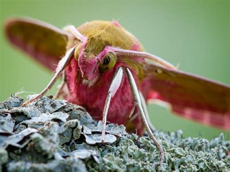 Elephant Hawk-moth | Butterfly Conservation