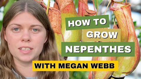 How To Grow And Care For Nepenthes Tropical Pitcher Plant Youtube