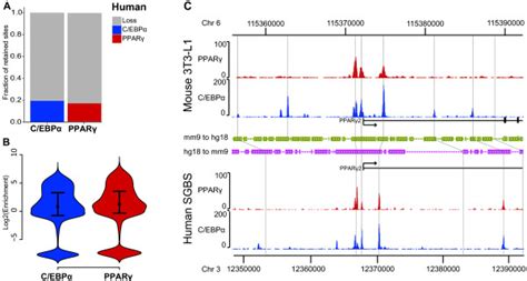 Limited Retention Of Mouse Pparγ And Cebpα Binding Sites A Bar Download Scientific Diagram