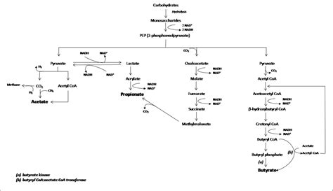 Figure 1 From Short Chain Fatty Acids SCFAs Mediated Gut Epithelial