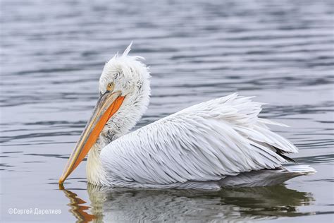 Dalmatian pelican | Атлас на гнездящите птици в България