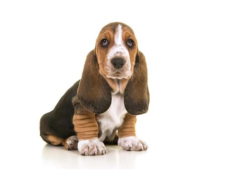 Cute Sitting Tricolor Basset Hound Puppy Looking At The Camera I