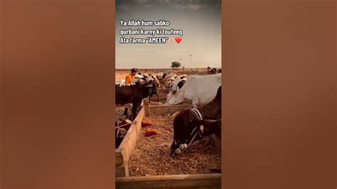 Allah Hum Sab Ki Qurbani Ko Kabul Farmae Ameen 🥰 ️youtubeshorts