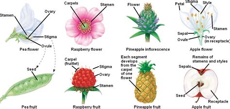 Eden By The Bay: Birds and Bees – Fruit Development