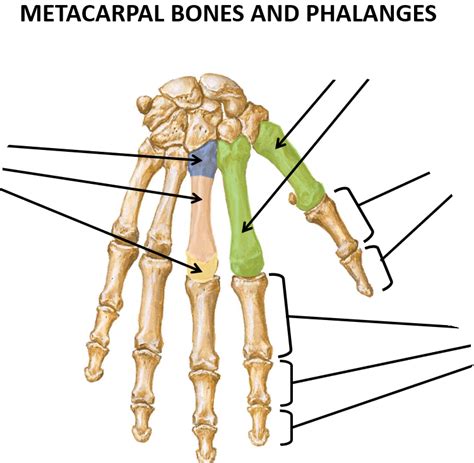 Metacarpal Bones And Phalanges Diagram Quizlet