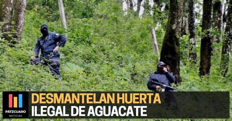 Desmantelan Huerta Ilegal De Aguacate En Michoac N