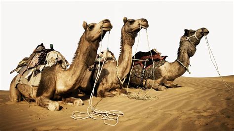 Camels resting in the Thar | Free Photo - rawpixel