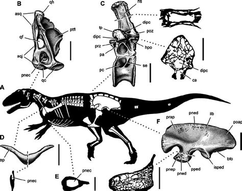 Summary Of Pneumatic Features Of The Theropod Aerosteon Riocoloradensis Download Scientific