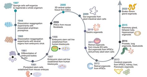 What Are Organoids Cusabio