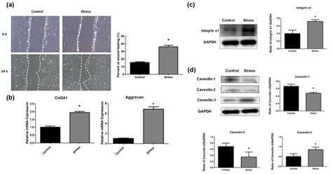 Effects Of Periodic Mechanical Stress On Cytoskeleton Dependent Lipid