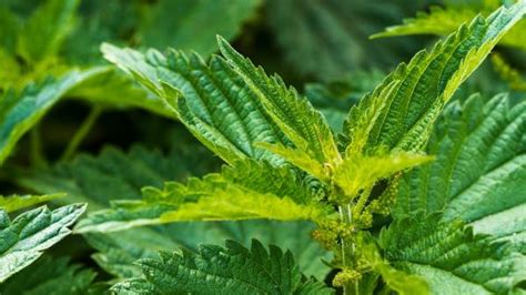 Eight Health Benefits of Stinging Nettle | Healthmad