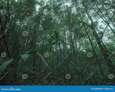 Floresta De Bambu Pequena Floresta Magra Foto De Stock Imagem De Flor