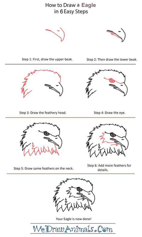 How To Draw A Eagle Step By Step Easy