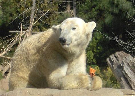 Polar Bear, San Diego Zoo | Polar bear, San diego zoo, Bear