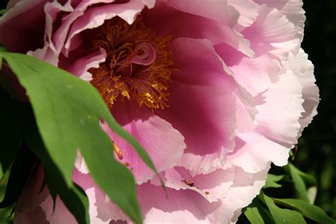 Piwonia Krzewiasta Paeonia Darmowe Zdjęcie Na Pixabay