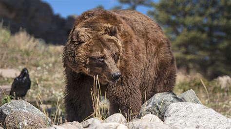 Extinct Hypercarnivorous California Grizzly Bears