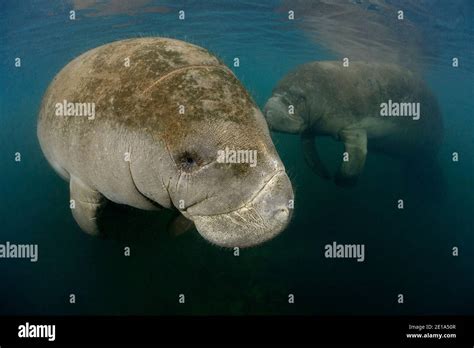 Trichechus Manatus Latirostris West Indian Manatees Homosassa Springs Wildlife State Park