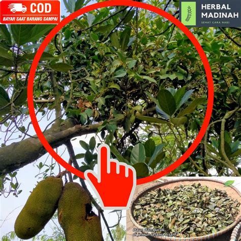 Jual Benalu Pohon Nangka Asli Herbal Tradisional Shopee Indonesia