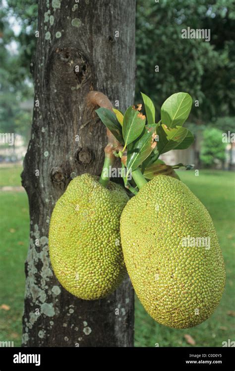 Elk134 3947 Vietnam Mekong River Delta Sa Dec Nursery Farm Jackfruit