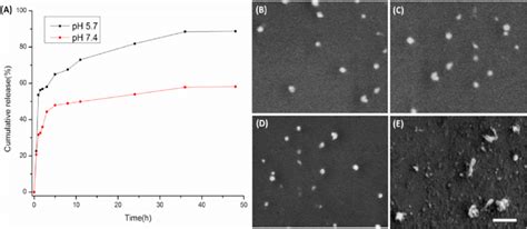 A In Vitro Release Of DOX O CMCTS VES Nanoparticles In PBS Buffer