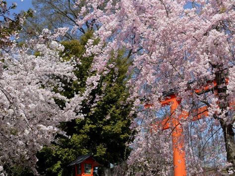 【桜の名所】平野神社へのアクセス・交通手段・観光まとめ【交通手段】