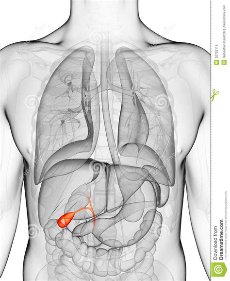 Ves Cula Biliar Destacada Stock De Ilustraci N Ilustraci N De Salud