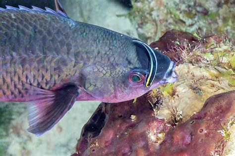 Creole Wrasse With Cleaner Goby Photograph By Robert Wrenn Fine Art