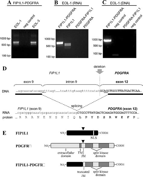 Figure 1 From The Eol 1 Cell Line As An In Vitro Model For The Study Of