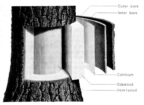 Parts Of A Tree Diagram Label Tree Structure Tree Identification