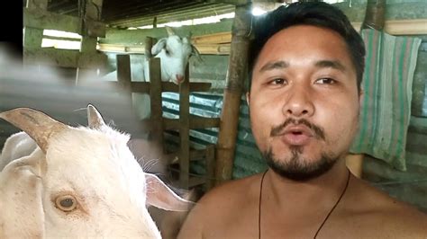 Humare Bakri Ka Farm Our Desi Goat Shed Poultry Farming YouTube