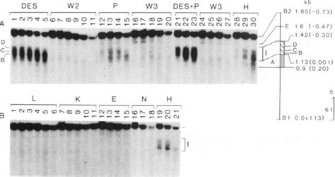 DNase 1 Hypersensitive Region Mapped In The 3 5 Direction Between The