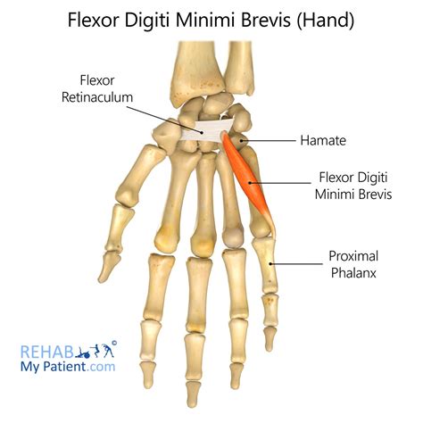 Flexor Digiti Minimi Brevis Foot