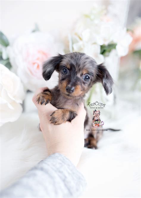 Dapple Mini Dachshund Puppies | Teacup Puppies & Boutique